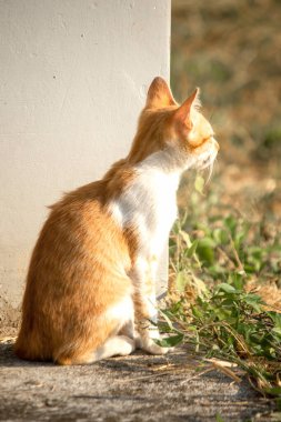 Turuncu bir kedi oturuyor ve sakince bakıyor..
