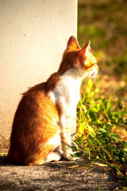 Turuncu bir kedi oturuyor ve sakince bakıyor..