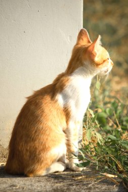 Turuncu bir kedi oturuyor ve sakince bakıyor..