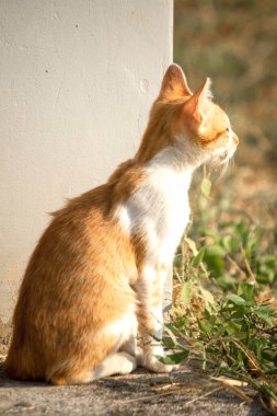 Turuncu bir kedi oturuyor ve sakince bakıyor..