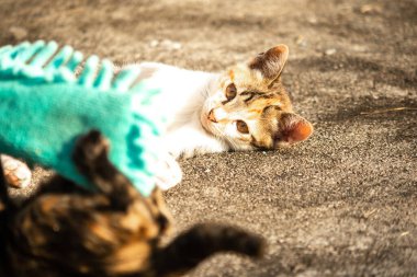 Yavru kediler toz bezleriyle oynadıklarında ya da çırpınan ipliklerle, beyinleri onlara saldırmaları için işaret eder.