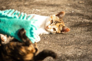 Yavru kediler toz bezleriyle oynadıklarında ya da çırpınan ipliklerle, beyinleri onlara saldırmaları için işaret eder.