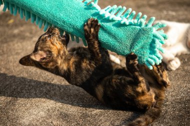 Yavru kediler toz bezleriyle oynadıklarında ya da çırpınan ipliklerle, beyinleri onlara saldırmaları için işaret eder.