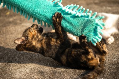 Yavru kediler toz bezleriyle oynadıklarında ya da çırpınan ipliklerle, beyinleri onlara saldırmaları için işaret eder.