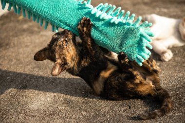 Yavru kediler toz bezleriyle oynadıklarında ya da çırpınan ipliklerle, beyinleri onlara saldırmaları için işaret eder.