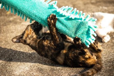 Yavru kediler toz bezleriyle oynadıklarında ya da çırpınan ipliklerle, beyinleri onlara saldırmaları için işaret eder.