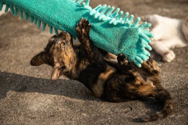 Yavru kediler toz bezleriyle oynadıklarında ya da çırpınan ipliklerle, beyinleri onlara saldırmaları için işaret eder.
