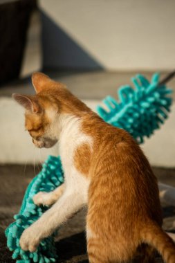 Yavru kediler toz bezleriyle oynadıklarında ya da çırpınan ipliklerle, beyinleri onlara saldırmaları için işaret eder.