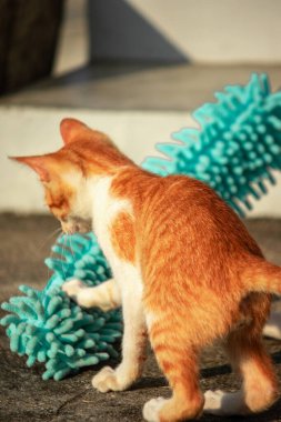 Yavru kediler toz bezleriyle oynadıklarında ya da çırpınan ipliklerle, beyinleri onlara saldırmaları için işaret eder.