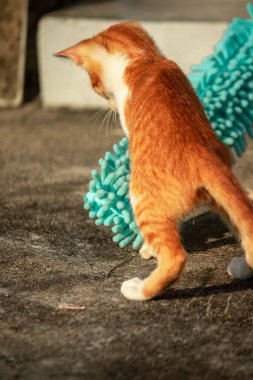 Yavru kediler toz bezleriyle oynadıklarında ya da çırpınan ipliklerle, beyinleri onlara saldırmaları için işaret eder.