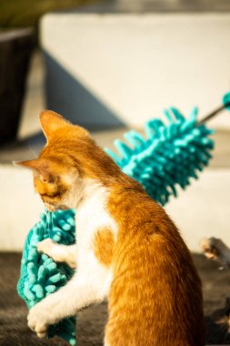 Yavru kediler toz bezleriyle oynadıklarında ya da çırpınan ipliklerle, beyinleri onlara saldırmaları için işaret eder.