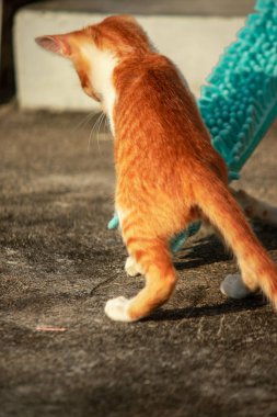 Yavru kediler toz bezleriyle oynadıklarında ya da çırpınan ipliklerle, beyinleri onlara saldırmaları için işaret eder.