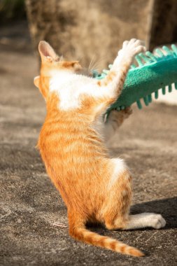 Yavru kediler toz bezleriyle oynadıklarında ya da çırpınan ipliklerle, beyinleri onlara saldırmaları için işaret eder.