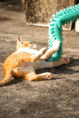 Yavru kediler toz bezleriyle oynadıklarında ya da çırpınan ipliklerle, beyinleri onlara saldırmaları için işaret eder.