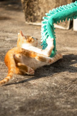 Yavru kediler toz bezleriyle oynadıklarında ya da çırpınan ipliklerle, beyinleri onlara saldırmaları için işaret eder.
