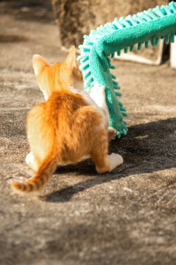 Yavru kediler toz bezleriyle oynadıklarında ya da çırpınan ipliklerle, beyinleri onlara saldırmaları için işaret eder.