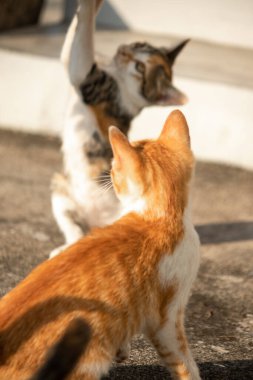 Yavru kediler toz bezleriyle oynadıklarında ya da çırpınan ipliklerle, beyinleri onlara saldırmaları için işaret eder.