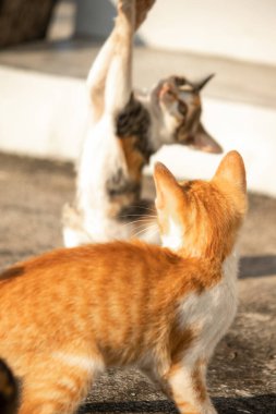Yavru kediler toz bezleriyle oynadıklarında ya da çırpınan ipliklerle, beyinleri onlara saldırmaları için işaret eder.