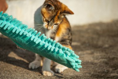Yavru kediler toz bezleriyle oynadıklarında ya da çırpınan ipliklerle, beyinleri onlara saldırmaları için işaret eder.