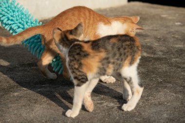Yavru kediler toz bezleriyle oynadıklarında ya da çırpınan ipliklerle, beyinleri onlara saldırmaları için işaret eder.