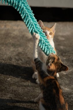 Yavru kediler toz bezleriyle oynadıklarında ya da çırpınan ipliklerle, beyinleri onlara saldırmaları için işaret eder.