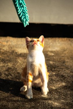 Yavru kediler toz bezleriyle oynadıklarında ya da çırpınan ipliklerle, beyinleri onlara saldırmaları için işaret eder.