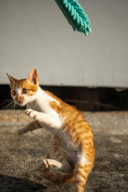 Yavru kediler toz bezleriyle oynadıklarında ya da çırpınan ipliklerle, beyinleri onlara saldırmaları için işaret eder.