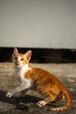 Yavru kediler toz bezleriyle oynadıklarında ya da çırpınan ipliklerle, beyinleri onlara saldırmaları için işaret eder.