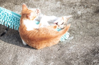 Yavru kediler toz bezleriyle oynadıklarında ya da çırpınan ipliklerle, beyinleri onlara saldırmaları için işaret eder.