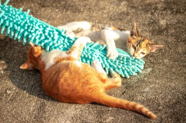 Yavru kediler toz bezleriyle oynadıklarında ya da çırpınan ipliklerle, beyinleri onlara saldırmaları için işaret eder.