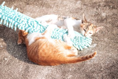 Yavru kediler toz bezleriyle oynadıklarında ya da çırpınan ipliklerle, beyinleri onlara saldırmaları için işaret eder.