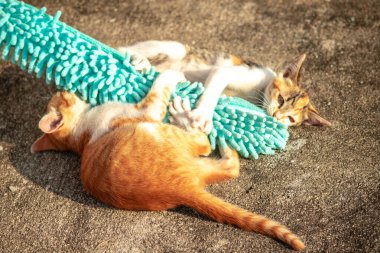 Yavru kediler toz bezleriyle oynadıklarında ya da çırpınan ipliklerle, beyinleri onlara saldırmaları için işaret eder.