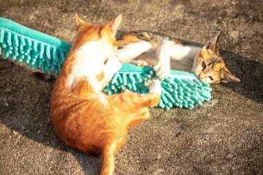 Yavru kediler toz bezleriyle oynadıklarında ya da çırpınan ipliklerle, beyinleri onlara saldırmaları için işaret eder.