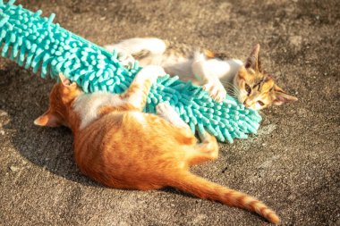 Yavru kediler toz bezleriyle oynadıklarında ya da çırpınan ipliklerle, beyinleri onlara saldırmaları için işaret eder.