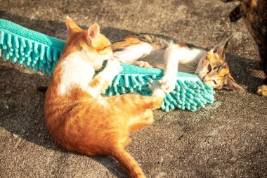 Yavru kediler toz bezleriyle oynadıklarında ya da çırpınan ipliklerle, beyinleri onlara saldırmaları için işaret eder.