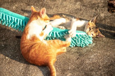 Yavru kediler toz bezleriyle oynadıklarında ya da çırpınan ipliklerle, beyinleri onlara saldırmaları için işaret eder.