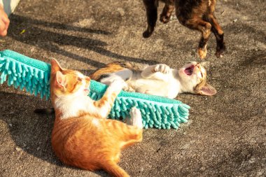 Yavru kediler toz bezleriyle oynadıklarında ya da çırpınan ipliklerle, beyinleri onlara saldırmaları için işaret eder.