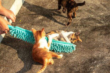 Yavru kediler toz bezleriyle oynadıklarında ya da çırpınan ipliklerle, beyinleri onlara saldırmaları için işaret eder.