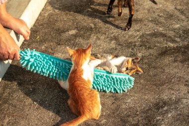 Yavru kediler toz bezleriyle oynadıklarında ya da çırpınan ipliklerle, beyinleri onlara saldırmaları için işaret eder.