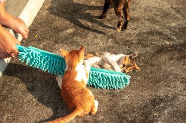 Yavru kediler toz bezleriyle oynadıklarında ya da çırpınan ipliklerle, beyinleri onlara saldırmaları için işaret eder.