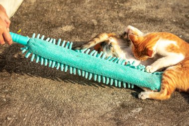 Yavru kediler toz bezleriyle oynadıklarında ya da çırpınan ipliklerle, beyinleri onlara saldırmaları için işaret eder.