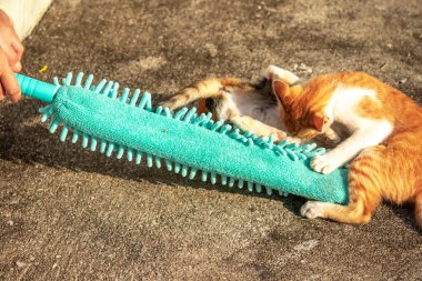 Yavru kediler toz bezleriyle oynadıklarında ya da çırpınan ipliklerle, beyinleri onlara saldırmaları için işaret eder.