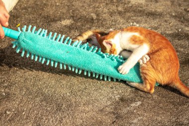 Yavru kediler toz bezleriyle oynadıklarında ya da çırpınan ipliklerle, beyinleri onlara saldırmaları için işaret eder.