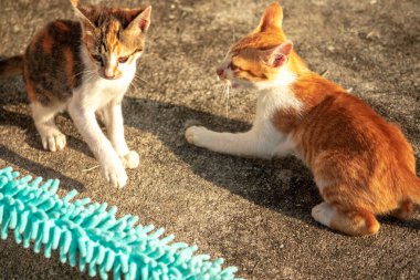 Yavru kediler toz bezleriyle oynadıklarında ya da çırpınan ipliklerle, beyinleri onlara saldırmaları için işaret eder.