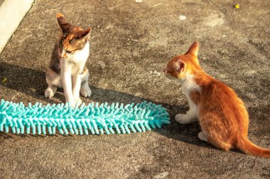 Yavru kediler toz bezleriyle oynadıklarında ya da çırpınan ipliklerle, beyinleri onlara saldırmaları için işaret eder.