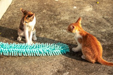 Yavru kediler toz bezleriyle oynadıklarında ya da çırpınan ipliklerle, beyinleri onlara saldırmaları için işaret eder.