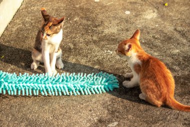 Yavru kediler toz bezleriyle oynadıklarında ya da çırpınan ipliklerle, beyinleri onlara saldırmaları için işaret eder.