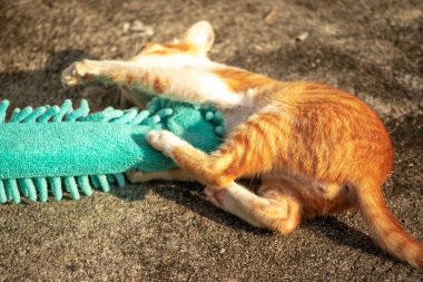 Yavru kediler toz bezleriyle oynadıklarında ya da çırpınan ipliklerle, beyinleri onlara saldırmaları için işaret eder.