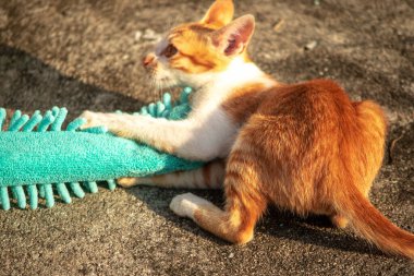 Yavru kediler toz bezleriyle oynadıklarında ya da çırpınan ipliklerle, beyinleri onlara saldırmaları için işaret eder.