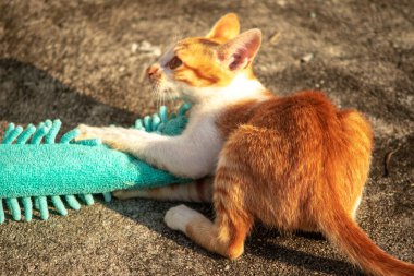 Yavru kediler toz bezleriyle oynadıklarında ya da çırpınan ipliklerle, beyinleri onlara saldırmaları için işaret eder.